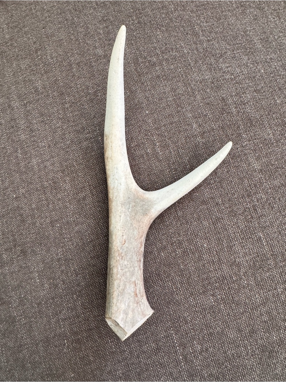 All Natural Antler Dog Chew